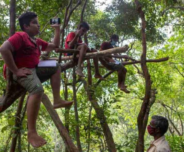 «Школьник в болоте» — версия 2.0. Так дети на Шри-Ланке учатся на деревьях, возрождая мем