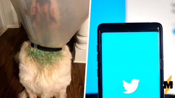 Астробиолог показала на фото, как шея её собаки стала зелёной
