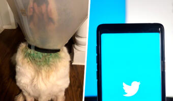 Астробиолог показала на фото, как шея её собаки стала зелёной из-за слюны