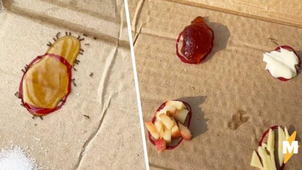Тиктокерша открыла ресторан для муравьёв, используя картон, маркер и сладости