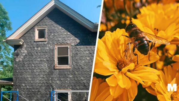 Пара купила дом, в котором уже жило 450 тысяч пчёл 35 лет