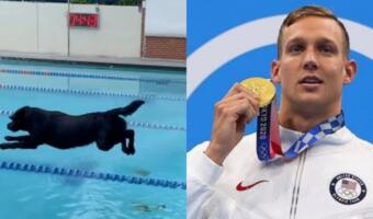 Олимпийский чемпион научил пса пересекать бассейн в стиле пловцов-профессионалов
