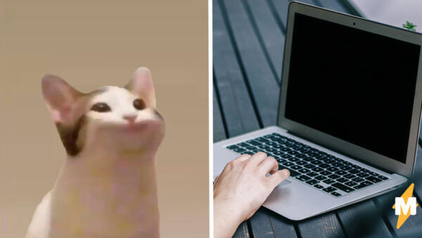 Больше кликов богу кликов. Жители Азии узнали про сайт о коте Pop Cat и устроили мемный баттл