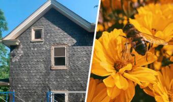 Пара купила дом вместе с 450 тысячами пчёл, поселившихся в здании раньше них