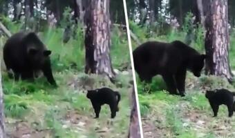 Домашний кот на видео отпугнул медведя от хозяев в Якутии