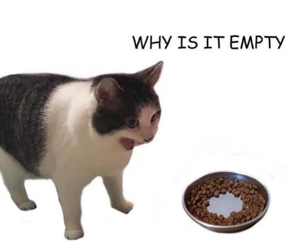 Почему она пустая? Кот возмущённо орёт на миску с кормом, и это мем, ставший шутками про мозг