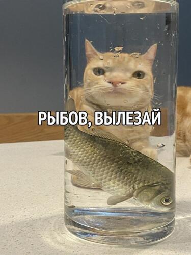 Коты теперь продают рыбов