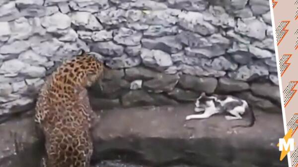 Дерзкая кошка столкнулась с леопардом и прописала ему хук, опозорив хищника на видео