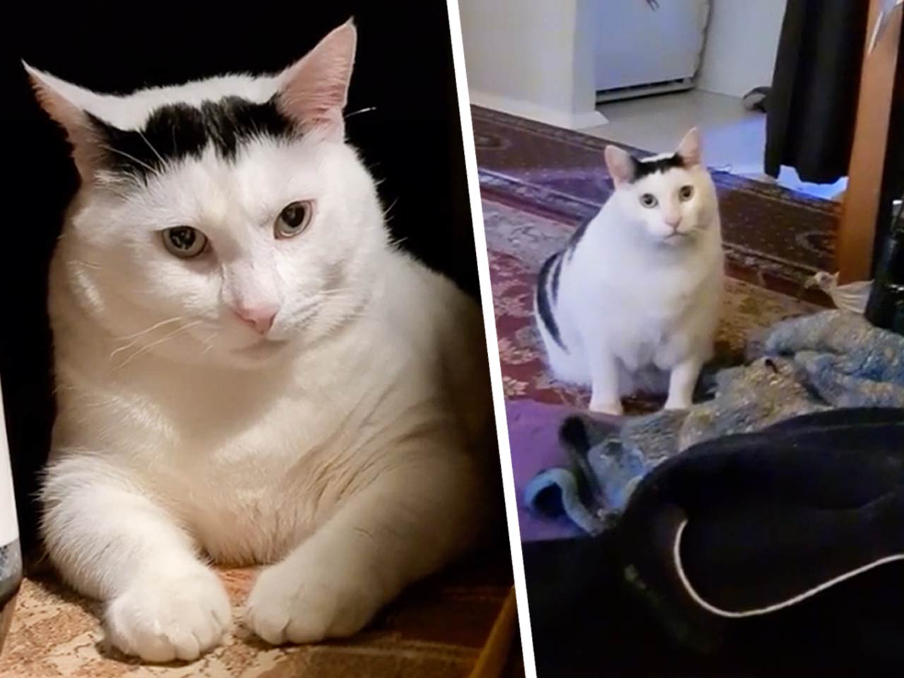 Как появился мем с толстым котом, который требует еды и злится