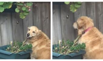 Любопытный пёс-шпион так подсматривает за соседями через забор, что стал мемом о долгой доставке