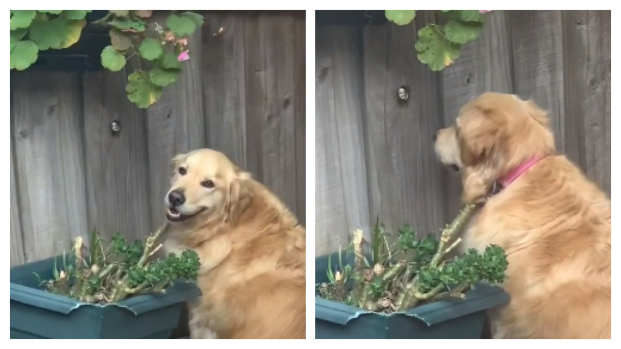 Любопытный пёс-шпион так подсматривает за соседями через забор, что стал мемом о долгой доставке