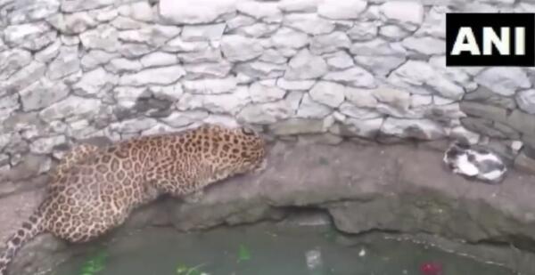 Леопард VS кошка в яме