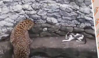 Дерзкая кошка столкнулась с леопардом и прописала ему хук, опозорив хищника на видео