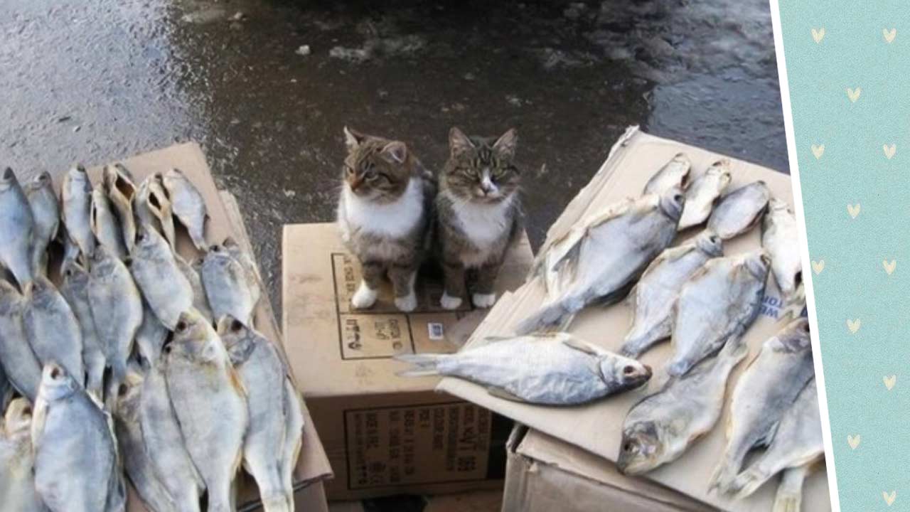 Котам рыбов. Кот продает рыбу. Кот на рынке продаёт рыбу. Коты на Рыбном рынке. Кот с рыбой.