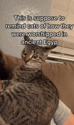Не кот, а бог. Хозяева включают музыку, чтобы напомнить своим кошкам, как их почитали в древнем Египте