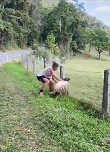 Мужчина героически спас застрявшую в заборе овцу, став мечтой
