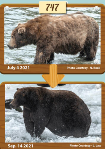 На конкурсе в США медведи показывают мастер-класс, как поправиться к осени. Это жир, это запасы на зиму
