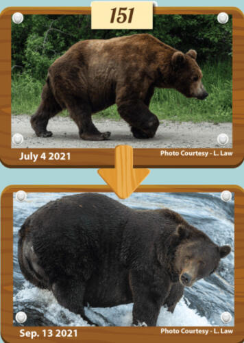 На конкурсе в США медведи показывают мастер-класс, как поправиться к осени. Это жир, это запасы на зиму