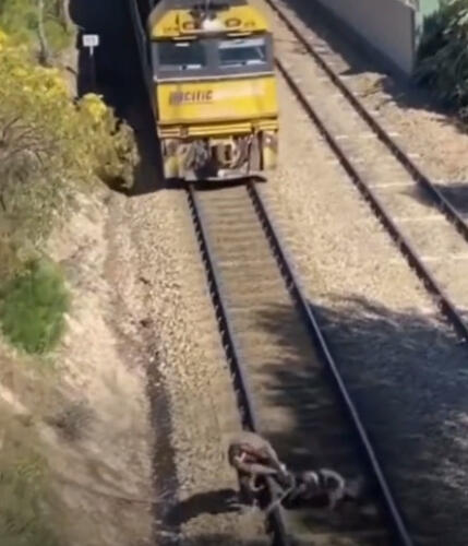 Вирусное видео о спасении пса от поезда разожгло баталии. В Сети не все верят в трогательную помощь