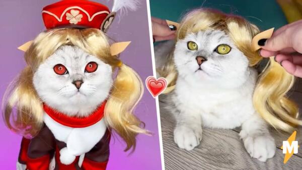 Кошка из России делает косплеи на героев Genshin Impact и Naruto