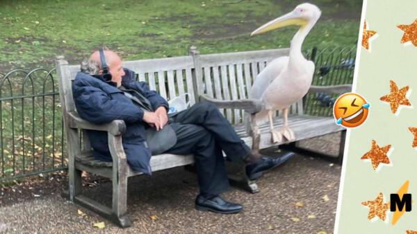 Пеликан подсел к дедушке на скамейку в парке и подарил ему путёвку в мемы про политиков и отношения