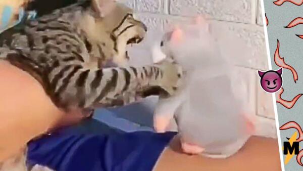 Как в Сети развирусилось видео, где кошка кричит на игрушку. Ролик стал мемом о противостоянии
