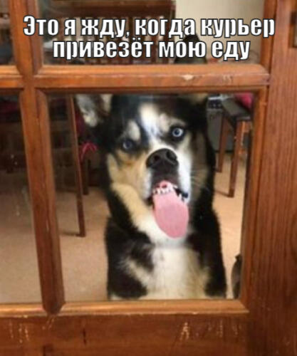 Пёс с таким нетерпением ждёт еду, что стал мемом об ожидании. От голода облизывает стеклянную дверь