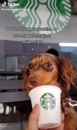Хитрая такса не ест из простых чашек. Обмануть пса не удаётся, ему подходят только стаканы Starbucks