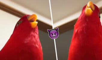 Красный попугай так коварно захохотал, что стал видеомемом о грозных экзаменаторах и злодеях