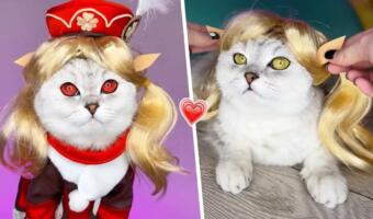 Россиянка сделала свою кошку звездой тиктока, переодевая её в героев Genshin Impact и «Наруто»