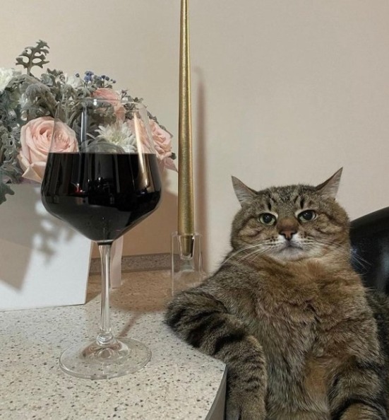 кот с бокалом вина мем