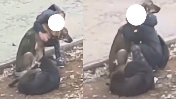 Краснодарский мальчик, обнимающий уличных собак, напугал иностранцев. В милом видео видят угрозу