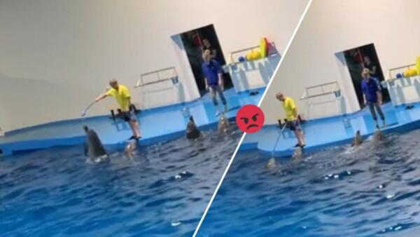 Видео из океанариума Екатеринбурга с "избиением" дельфинов возмутило россиян. Ругают за жестокое обращение