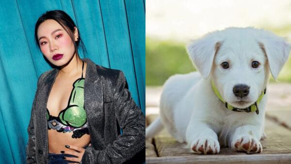 Как зоозащитники атаковали соцсети актрисы Ян Гэ. Обвинили в поедании собак