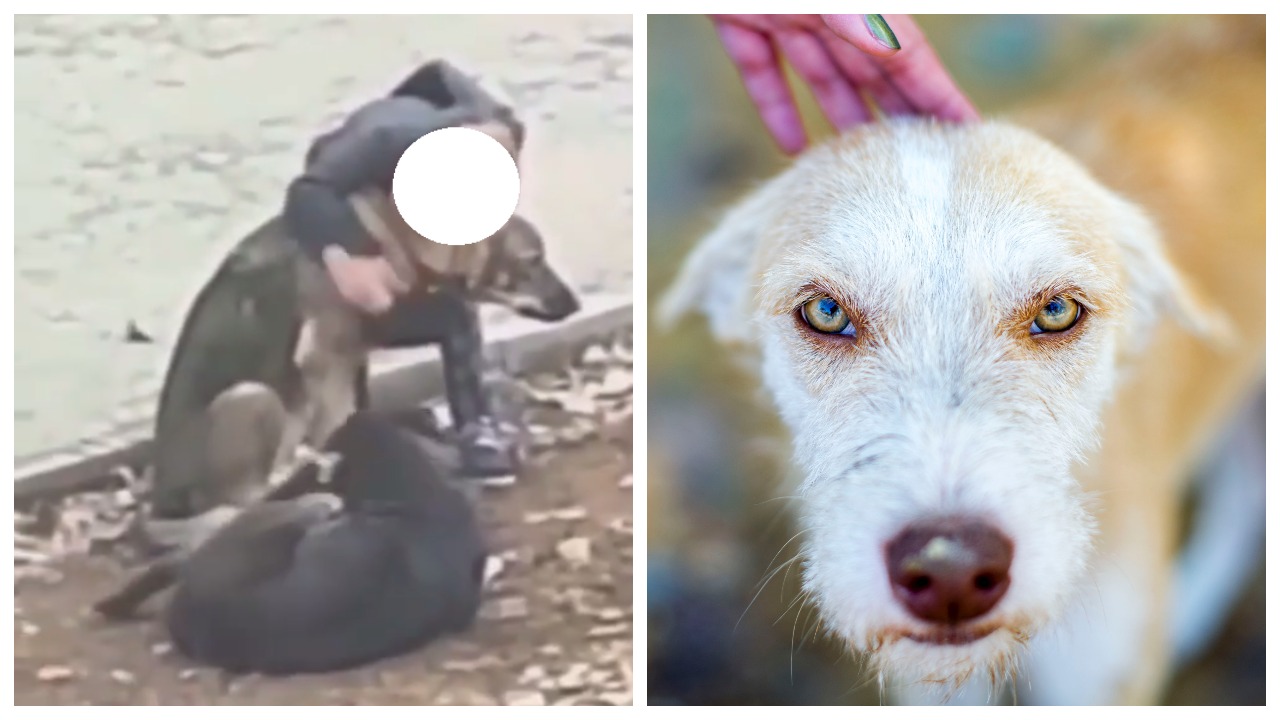 Видео с ребёнком из Тимашёвска и бездомными псами пугает иностранцев. Смело обнимает дворняг