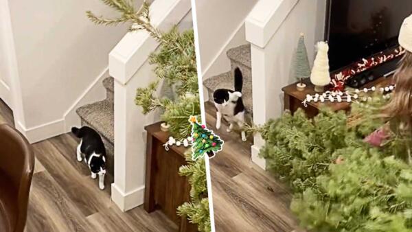 Блогерша показала лайфхак, как отвадить кота ронять новогоднюю ёлку. Питомца нужно напугать деревом