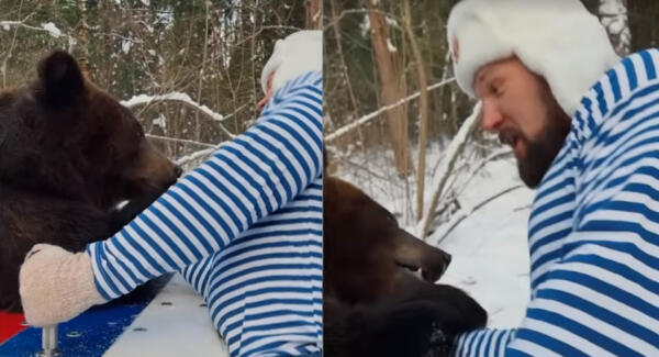 Иностранцы пожалели медведя, которого заборол Кирилл Сарычев. Лижет мёд, пока блогер пыхтит над лапой