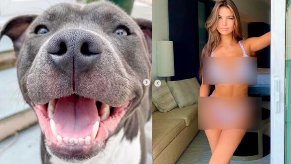 Почему девушки злы на инстаграм-аккаунт с собаками. За фото животных скрыты кадры полуголых моделей