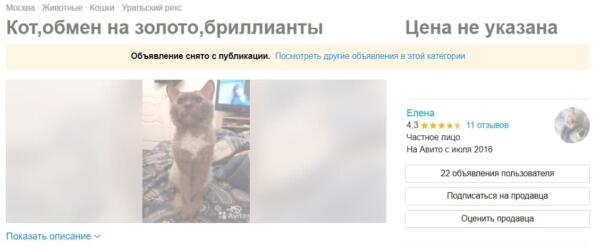 Объявление об отдаче кота на "Авито" разозлило Сеть. В слезливом тексте увидели предательство