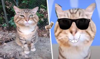 Как появился абстрактный мем «Кот Носок». Бездомный кот из Японии стал любимцем подростков из России