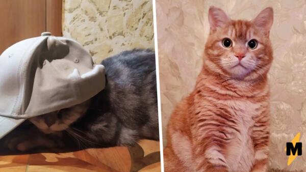 "Мой кот Гоша обескуражен". Кошатники запустили тренд в защиту питомцев, попавших под санкции