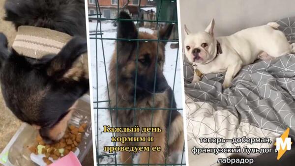 Как украинцы спасают брошенных животных. Забирают себе питомцев, оставленных в одиночестве в квартирах
