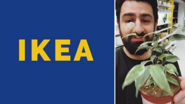 Как живёт IKEA в России после закрытия. Сотрудники получают зарплату, а живые растения спасены