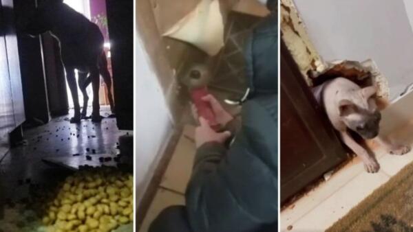 Как спасают забытых в квартирах животных в Киеве. "Зоопатруль" ломает стены и вызволяет питомцев