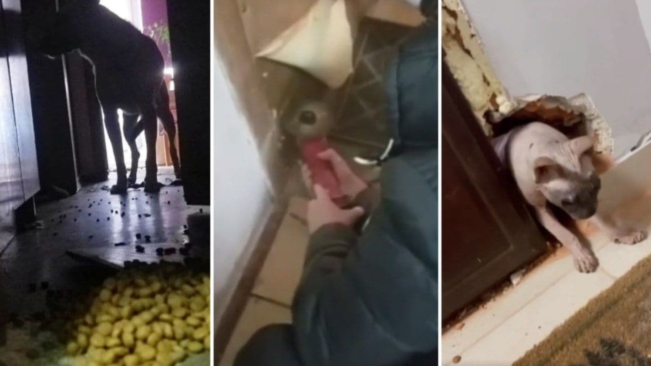 На видео из Киева добровольцы спасают запертых в квартирах животных. Ломают двери ради собак и котов