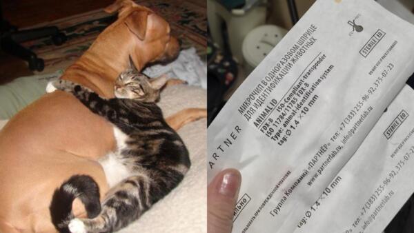 «Жизнь кошки поставлена на счётчик». Ветеринары и владельцы животных жалуются на нехватку препаратов