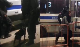 На митинге в Санкт-Петербурге ОМОН задержал собаку. На видео — несут пса в автозак