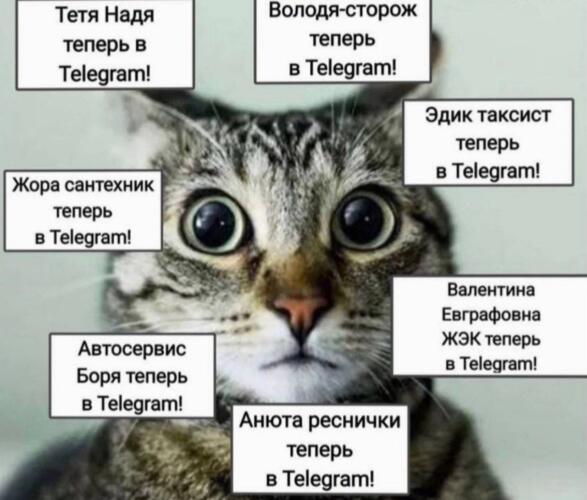 Что за мем "Теперь в Telegram". В рунете высмеяли массовую миграцию пользователей в мессенджер