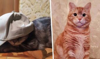 «Мой кот Гоша обескуражен». Кошатники запустили тренд против западных санкций для питомцев из России