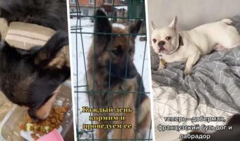 Как спасают брошенных собак на Украине. Голодных псов находят привязанными и забирают домой